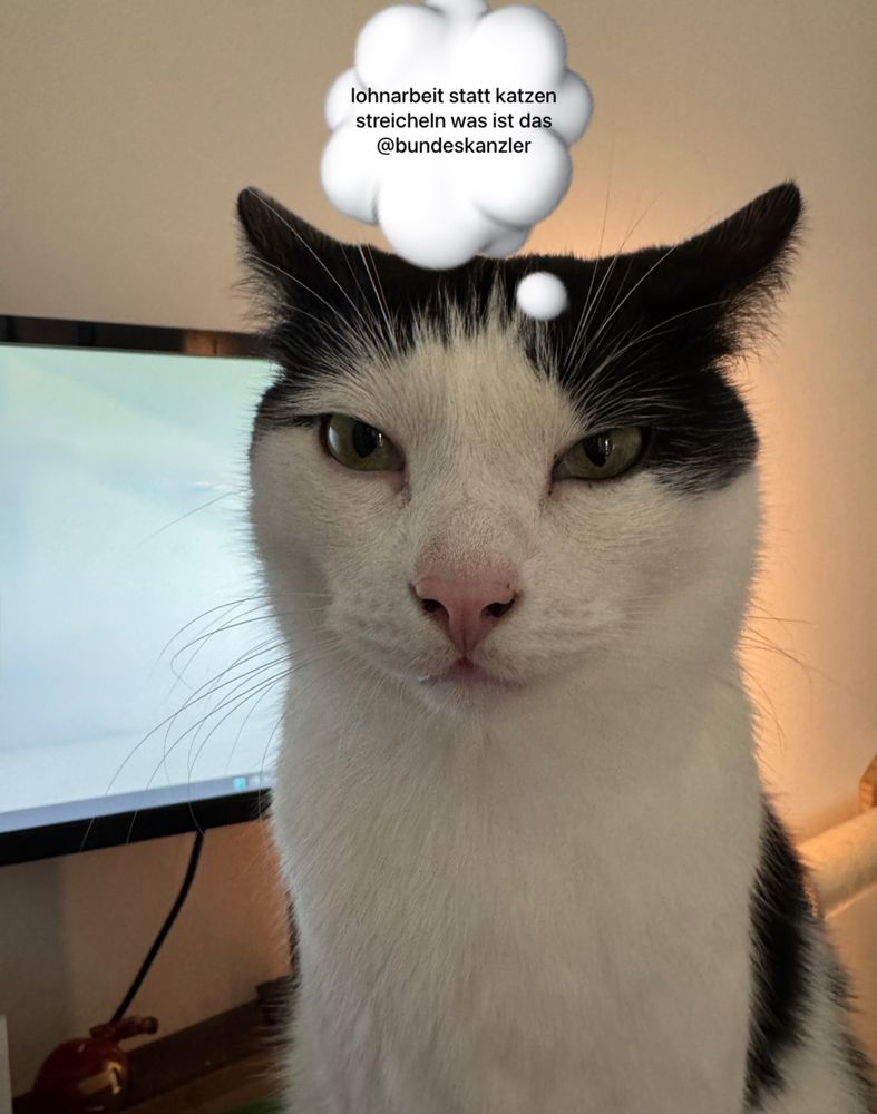 Bild vom schwarz weißen Kater, der sehr angepisst mit angelegten Ohren in die Kamera schaut. Hinter ihm ist ein Teil vom PC-Monitor zu sehen. Über dem Kater wurde eine Gedankenblase eingefügt, in der steht: lohnarbeit statt katzen streicheln was ist das @bundeskanzler