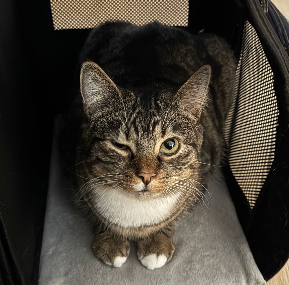 Tigerkater schaut in die Kamera und kneift gerade ein Auge zu, es sieht aus als würde er Zwinkern 