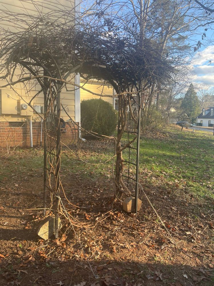 Arbor with lots of thicket growth on top and almost nothing on the sides in front of yellow house. 