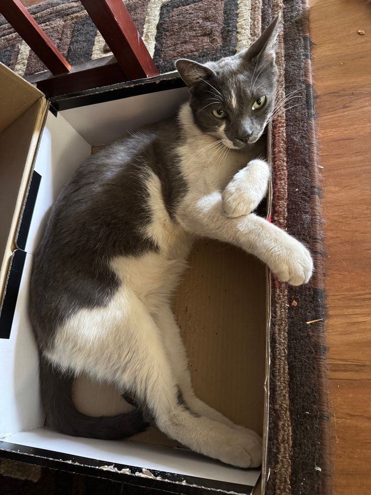 Pic of grey & white Siamese in box. 