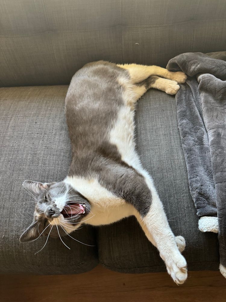 Pic of grey & white Siamese yawning