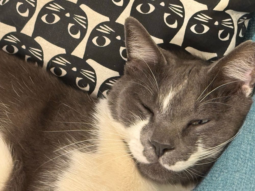 Pic of grey & white Siamese. 