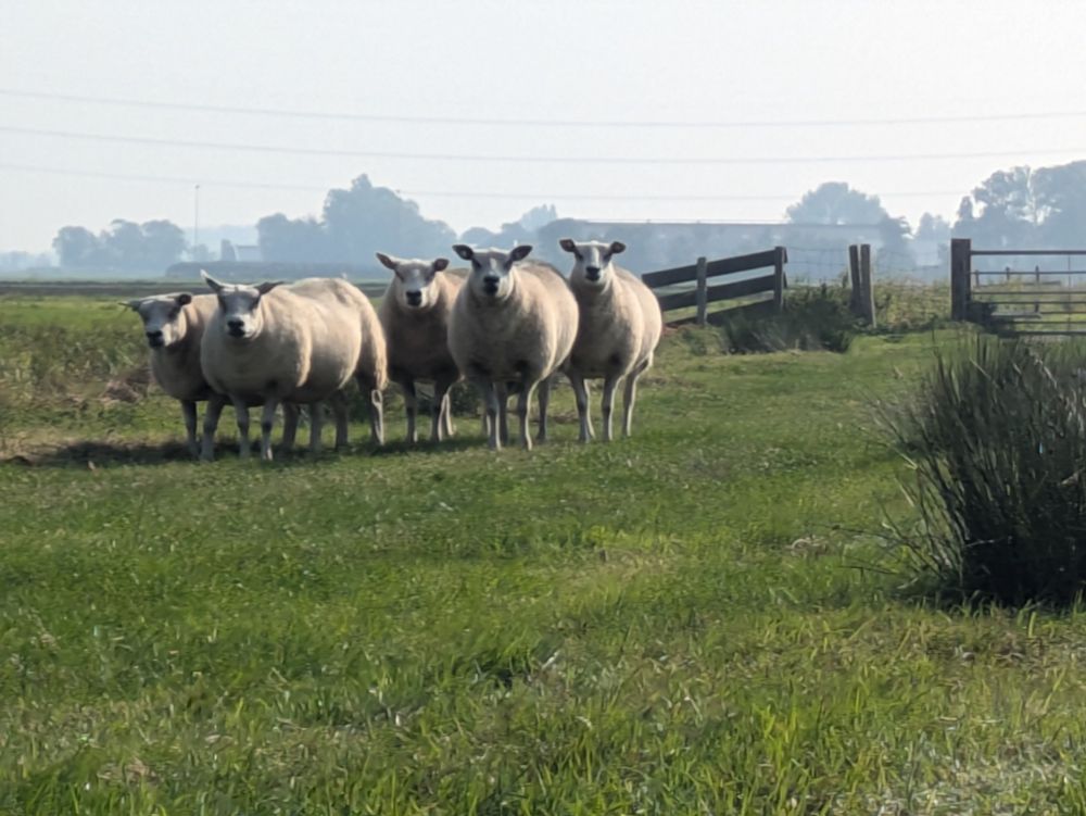 Schapen op standje alert omdat ik ben gaan zitten met koffie