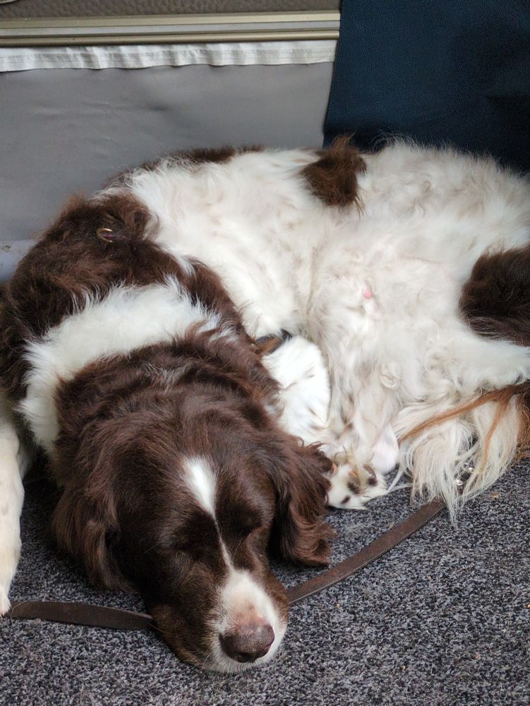 Drentse Patrijshond ligt op een deurmat in de voortent. Hij slaapt heel schattig.