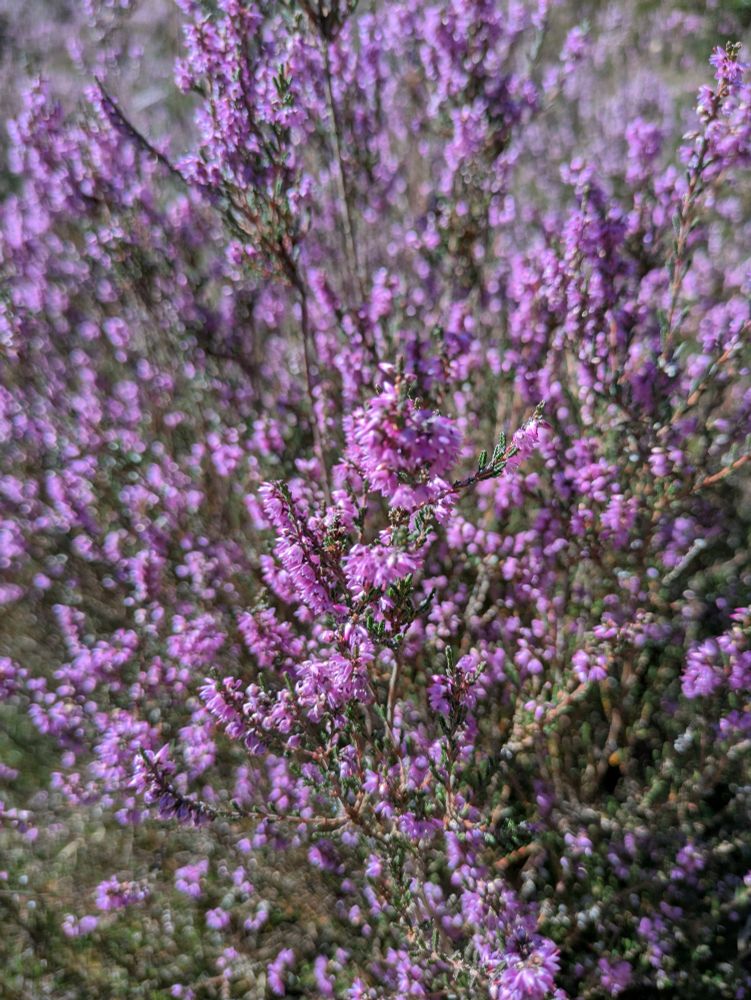 Ingezoomd op paarse heidepol