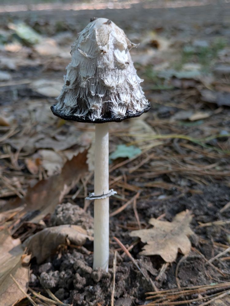 Klokvormige paddenstoel op hoge witte steel, met zwarte rand en bovenop de hoed witte schubben
 