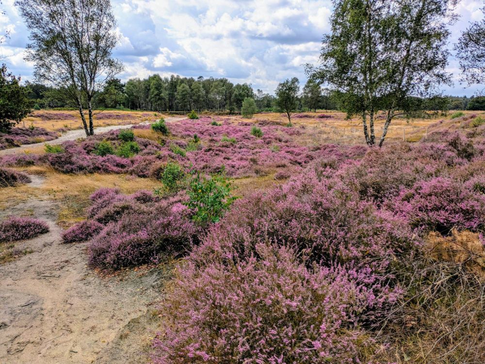 Scène met bloeiende heide, onder een typische Hollandse wolkenlucht. Op de achtergrond de bosrand.