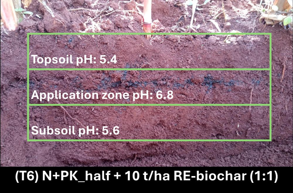 Plate 2. Soil profile across the root-zone in one of the research plots in Siaya #Kenya exemplarily showing the modification of soil pH in the plants root-zone following RE-biochar application.
