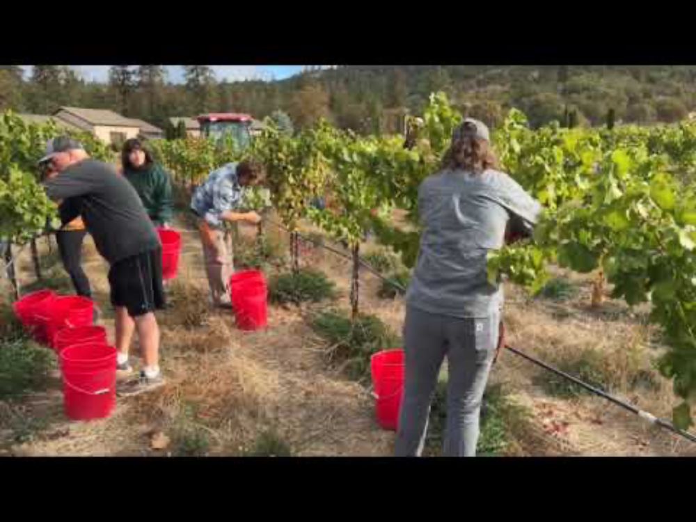 Last Day of Harvest 2024 at Troon Vineyard in Oregon's Applegate Valley