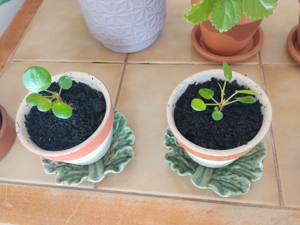 Deux boutures de pilea (6/7 feuilles chacune) remportées dans des pots de rillettes. La soucoupe en-dessous est vintage, en forme de feuille de chou. On voit d'autres pots en arrière-plan.