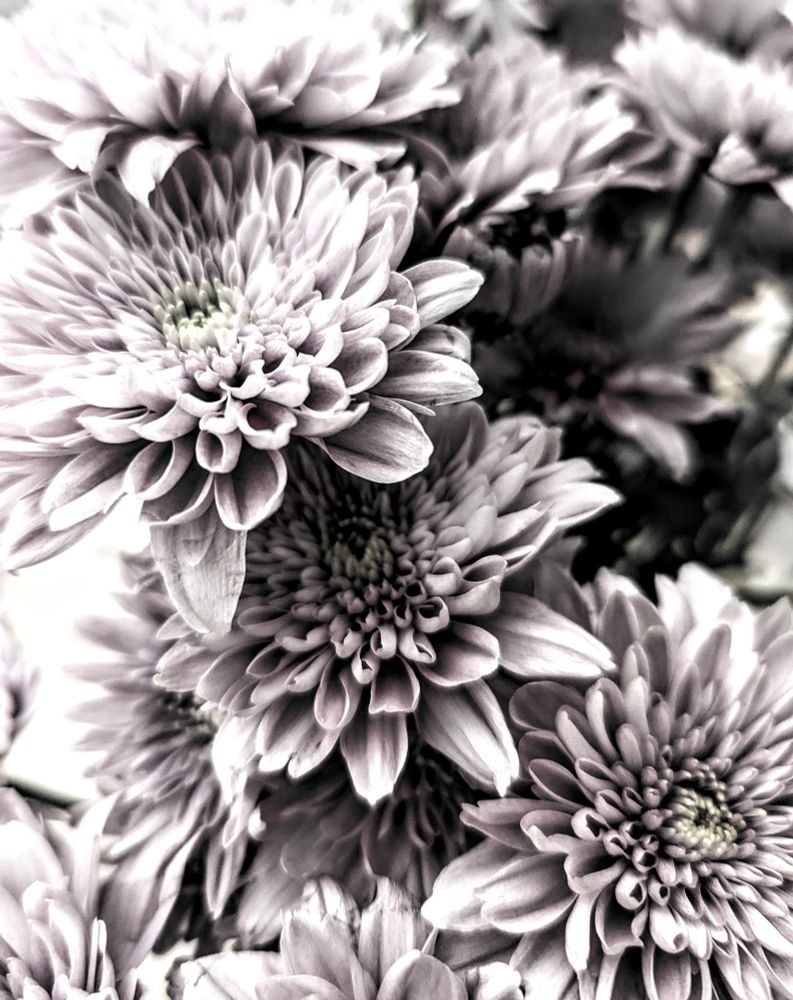 B&W photo of a cluster of chrysanthemum.
