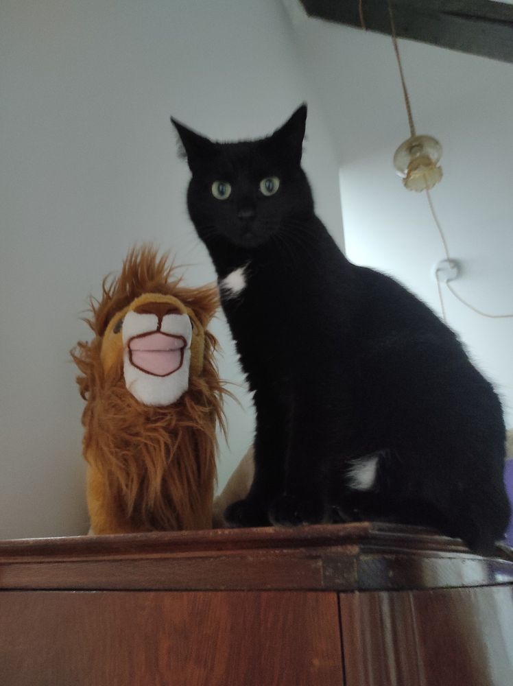 Photo couleur format portrait. 
Sur le haut d'un commode en bois, une chatte noir avec une tache blanche sur la poitrine, assise regardant vers l'objectif et a ses côtés une peluche Mufasa du Roi Lion de face la bouche ouverte et la crinière ébouriffée. C'est ma peluche que j'ai depuis que je suis enfant et je la garde précieusement.