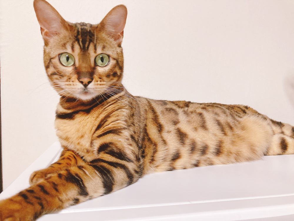猫