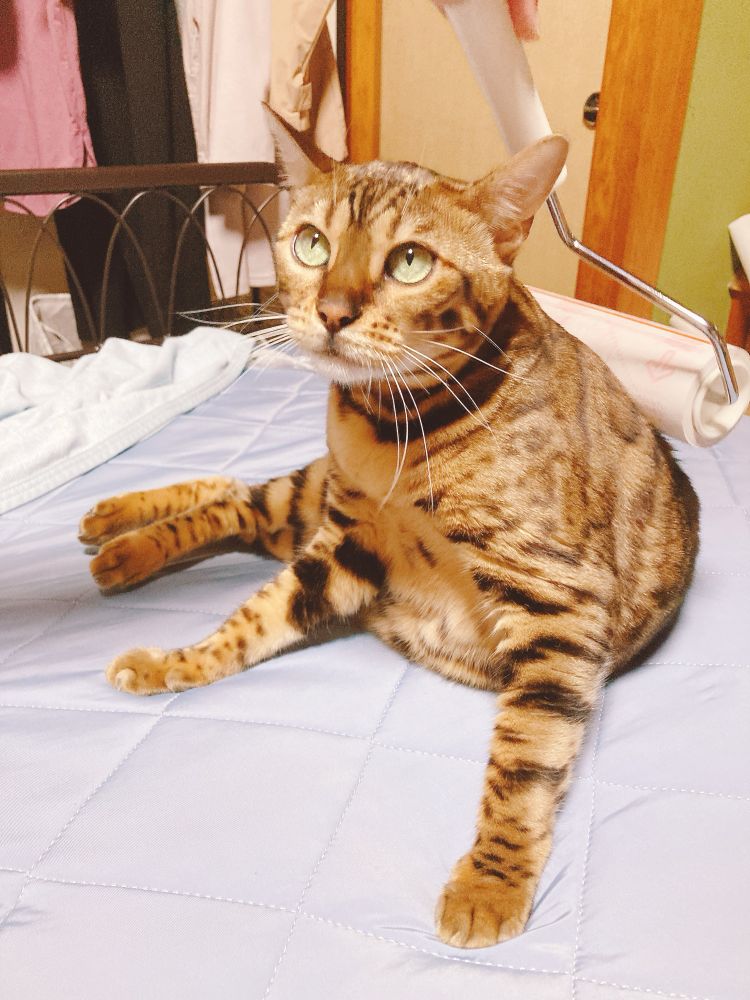 猫
