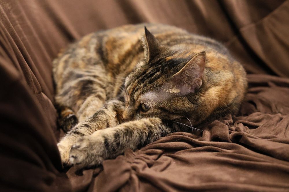 A torbie sleeps on a brown chair, croissant-style. Her two front legs extend past her snoot. 