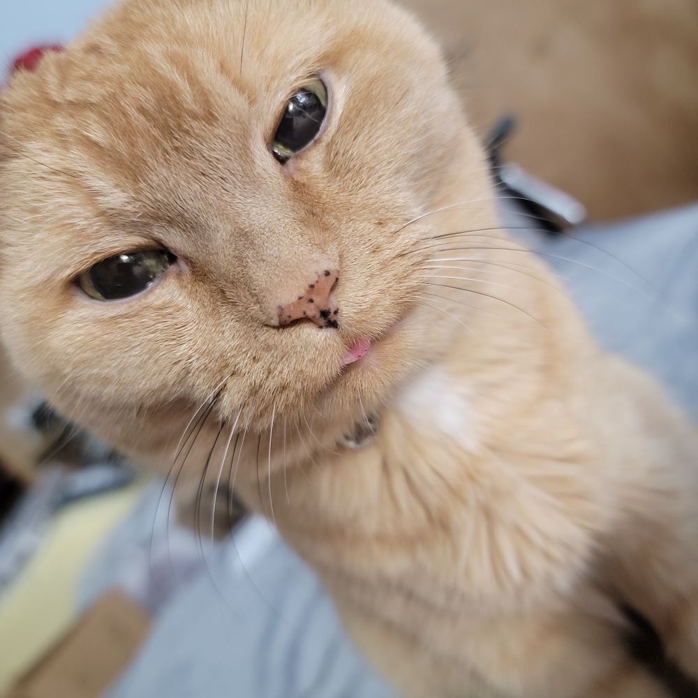Pale orange colored cat with tip of tongue sticking out
