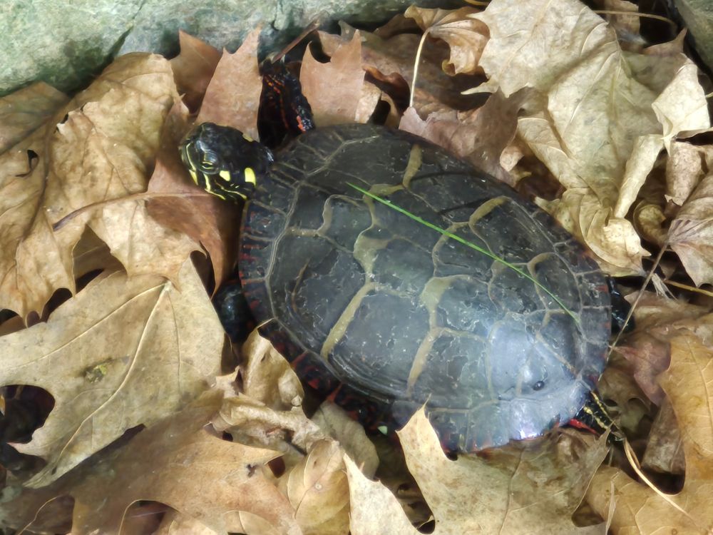 A small wild turtle (possibly a painted turtle) on a bed of dried brown leaves.