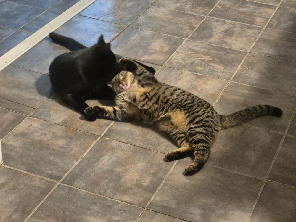 A black cat and a gray tabby cat are somewhere between snuggling and fighting on a grey tile floor. The grey cats pink tongue is sticking out. They are adorable idiots.