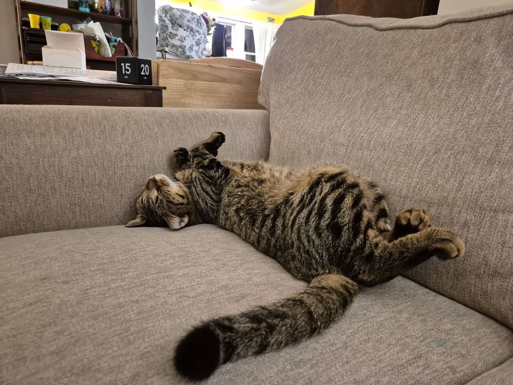 A striped cat sleeps like an idiot