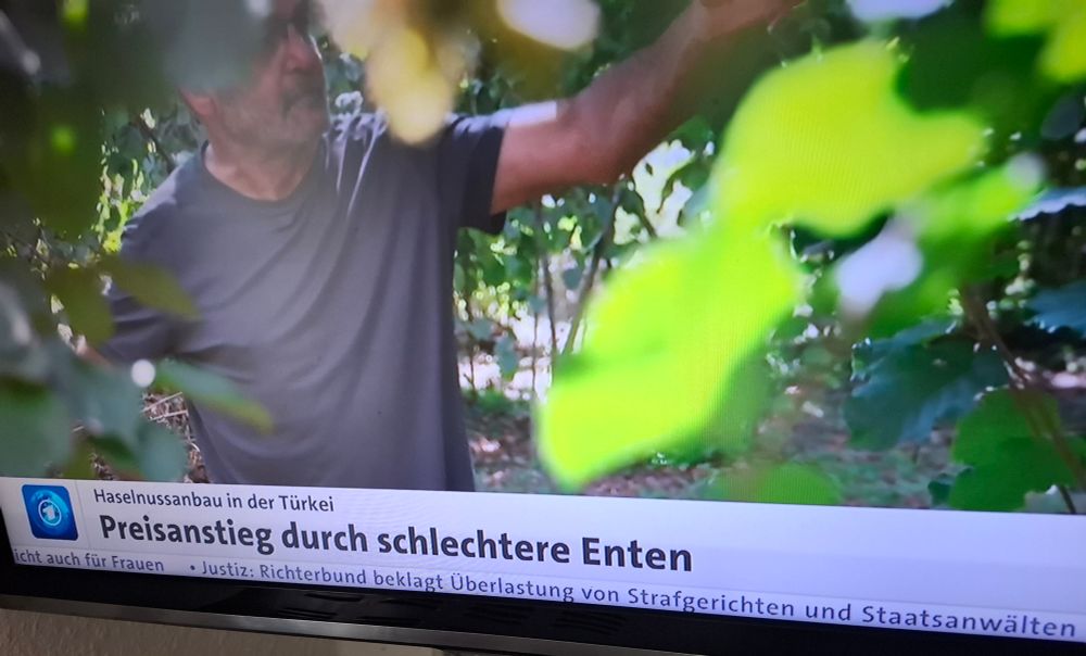 Fernseher abforografiert. Ein Mann im grauen Shirt wird durch grüne Blätter hindurch gefilmt. Banner untem im Bild: Tagesschau-Logo Haselnussanbau in der Türkei Preisanstieg durch schlechtere Enten 