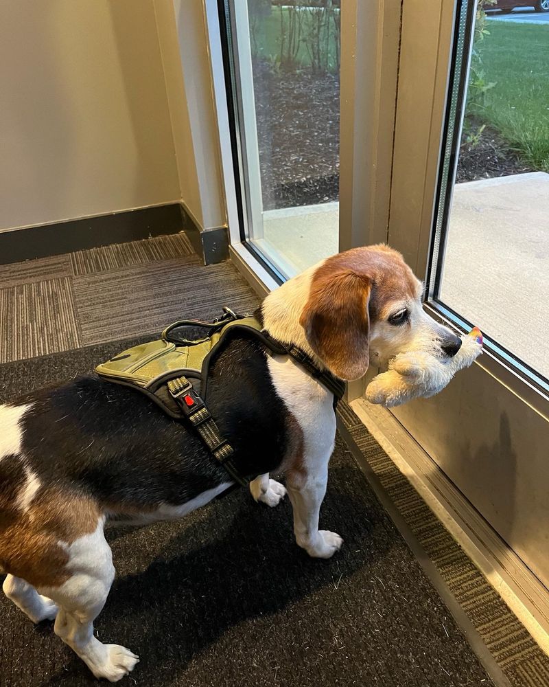 Millie the beagle and her lamb chops baby