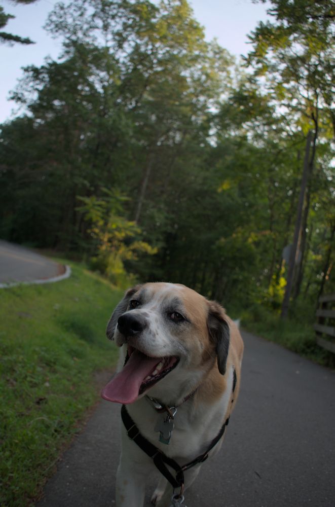 A hound dog named Bash with mouth open and tongue lolling, behind him a tilty view of a tree-lined bike path.