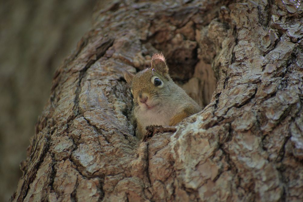 A squirrel poking his head out of a hole in a tree, with light illuminating the fur over his left ear.