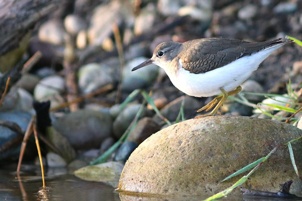 A sandpiper hunting by a river at sunrise