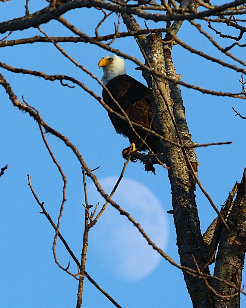 A bald eagle at moonrise in Union Bay, Seattle.