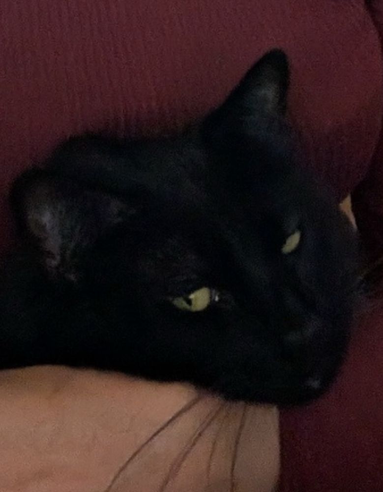 close-up on basil the cat, screencapped from the skeet this is in reply to

he’s being cuddled by his mom, he absolutely loves it, but he is also facing the camera as if he’s trying to pretend he doesn’t love it. this is what “dripping with disdain” would look like, if basil was fr having a bad time