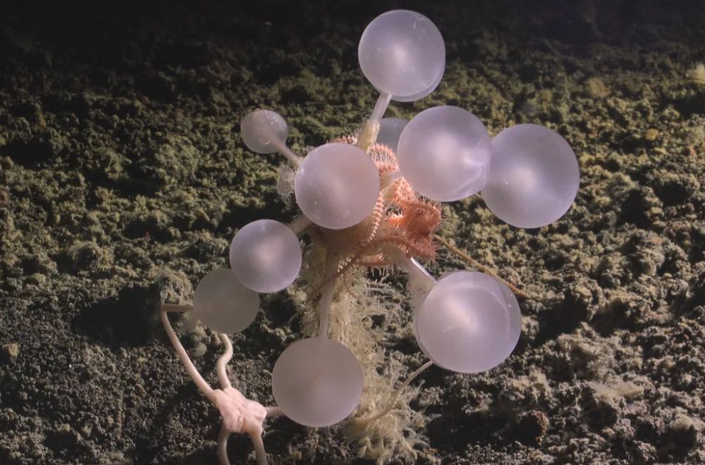 Death ball sponge. Some new creature discovered in the deep sea with balls on the ends of their limbs that are deadly, apparently