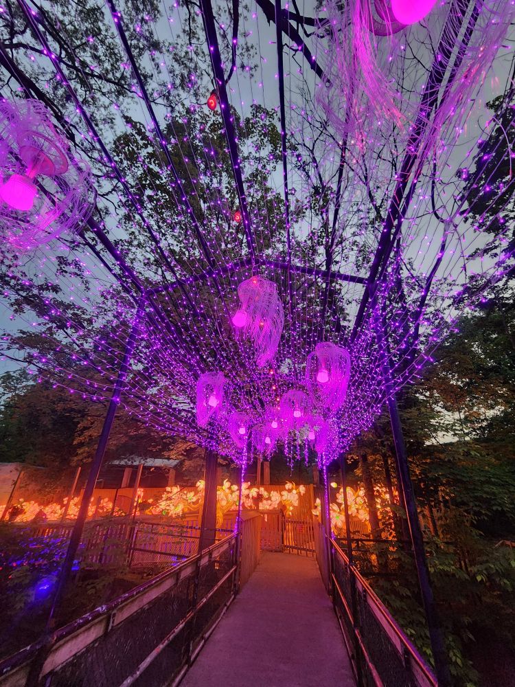 Glowing purple lights hanging above a walkway,  with glowing Chinese lanterns in the shape of coral-colored flowers in the background. 