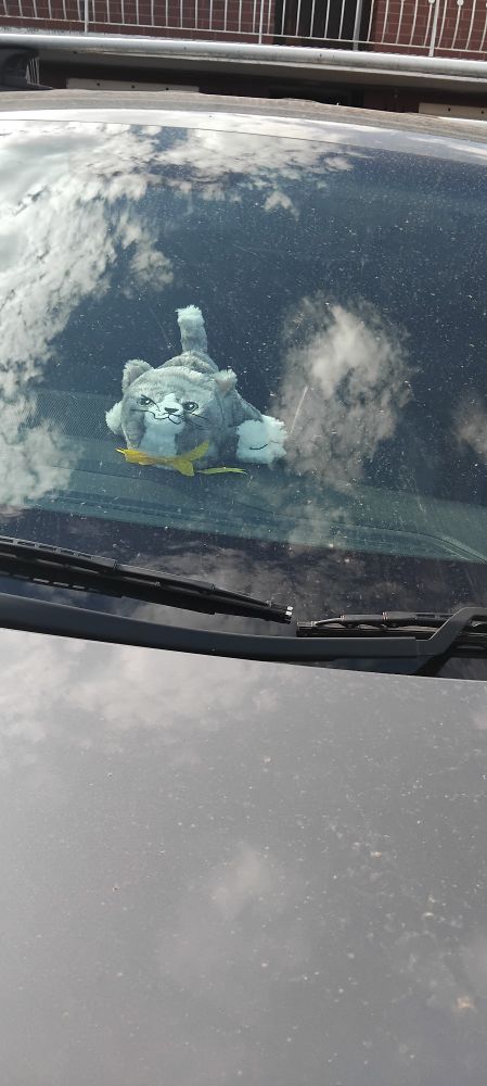 soft toy cat squished against car windscreen
