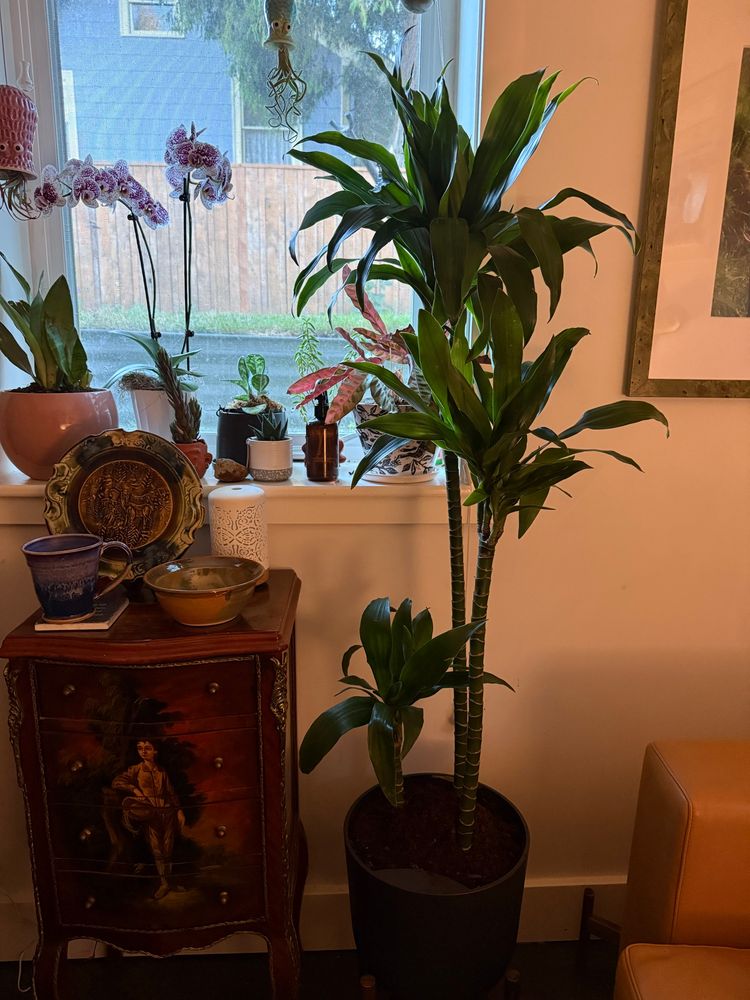 Voluptuous new dracaena next to a basement window filled with plants