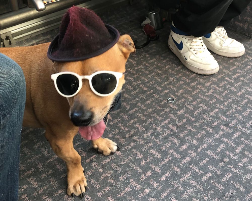 Short legged yellow dog on a city bus.
The dog’s long tongue is hanging out, he’s wearing sunglasses and a purple felt hat.