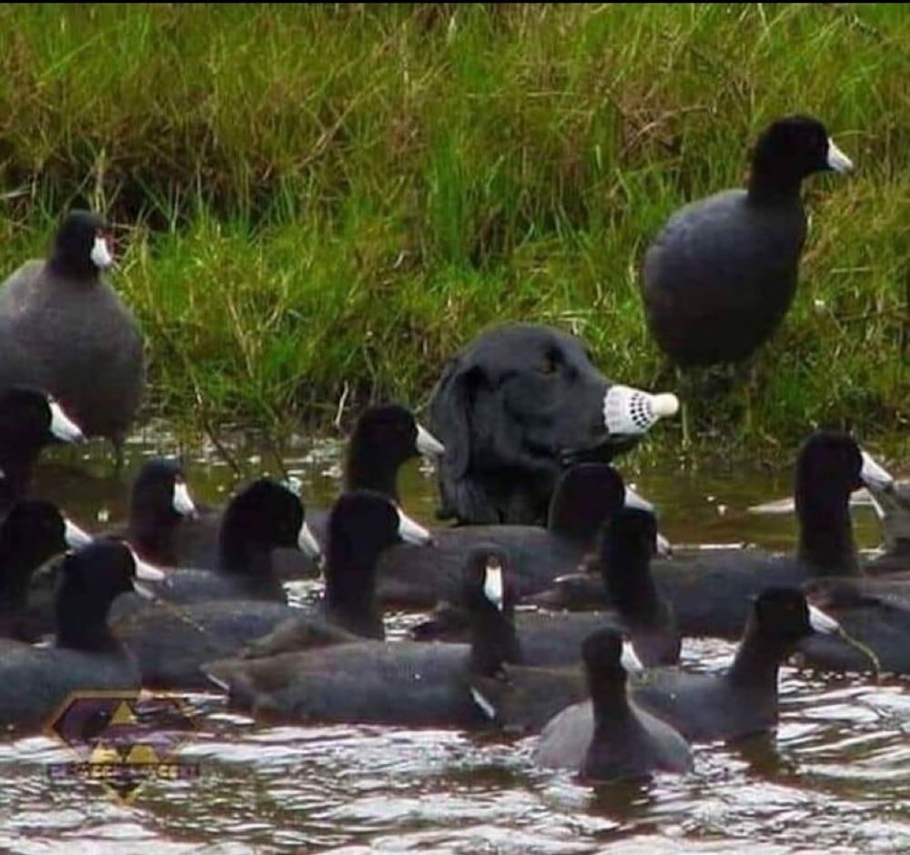 A black Labrador sitting neck deep in a lake surrounded by black ducks with white beaks. To blend in, the black dog is holding a shuttlecock in his mouth to imitate their white beaks