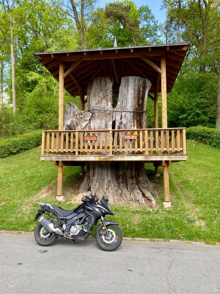 The remaining stem of the Thick Oak in Airlenbach, Germany.