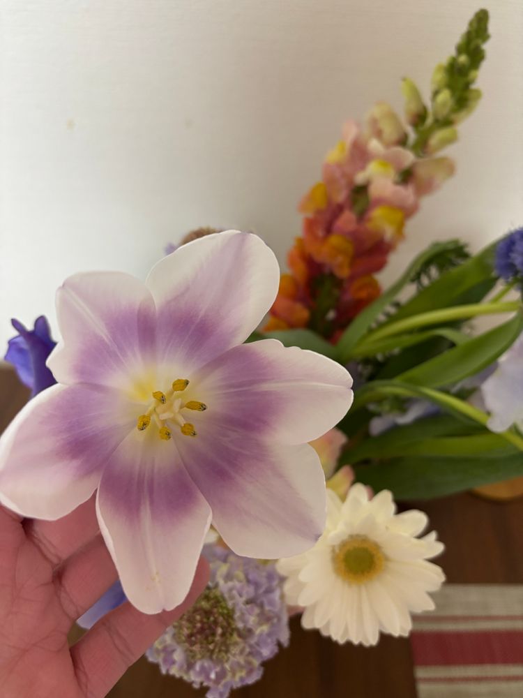 A white and purple tulip in full bloom. It’s held to the camera so you can see inside, and there is a lovely perfect purple ring of color on the inside surface of the petals. The stamens are white tipped with yellow. In the background there are more spring flowers sitting on a brown table. 