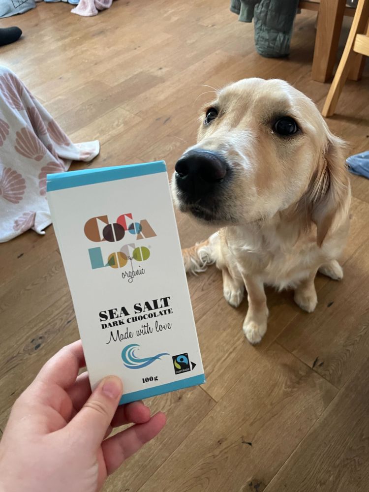 A golden retriever sniffs inquisitively at Laura's chocolate bar gift.