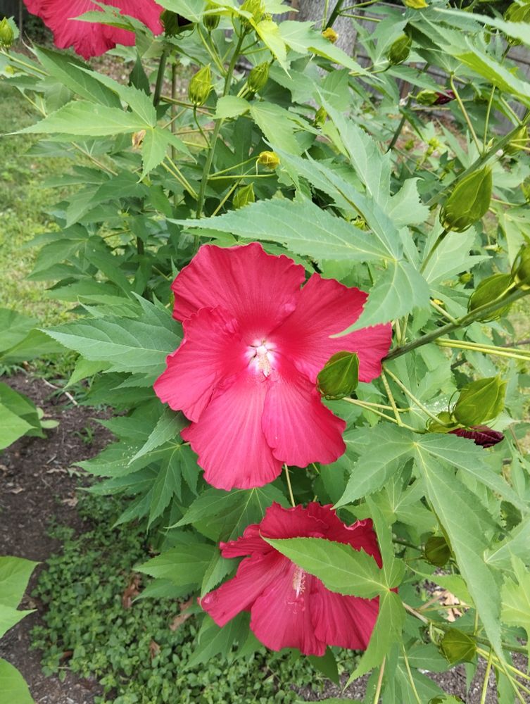 Large red flower blooming on a plant. Several more flower buds are visible on the leaves. 