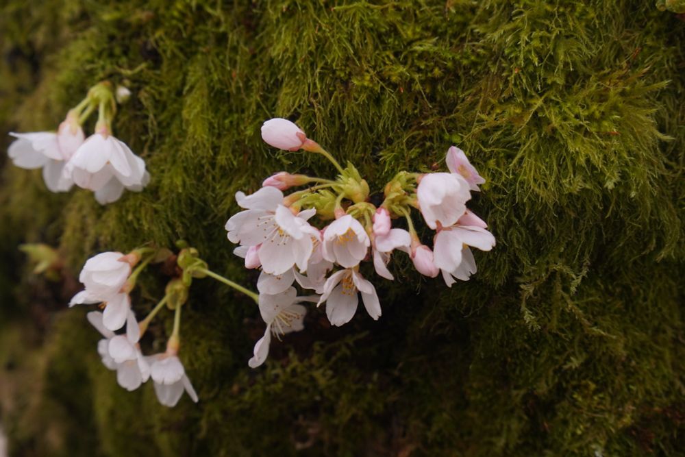 A freshly bloomed cherry blossom