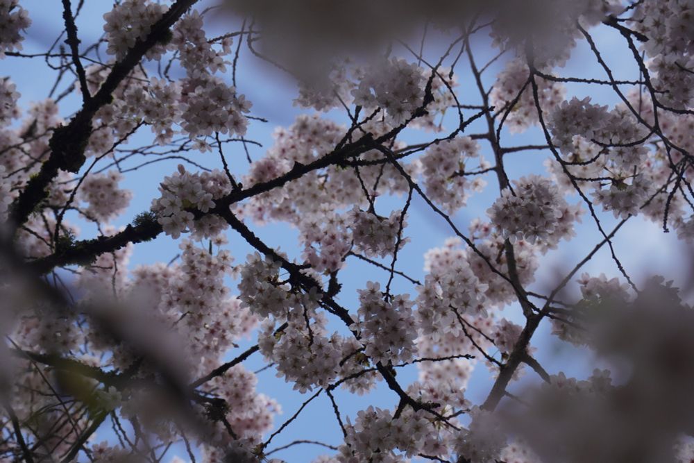 Cherry blossoms