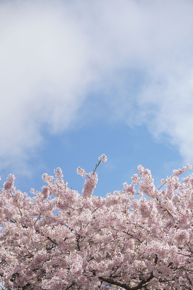 Cherry blossoms and clouds at the UW Quad