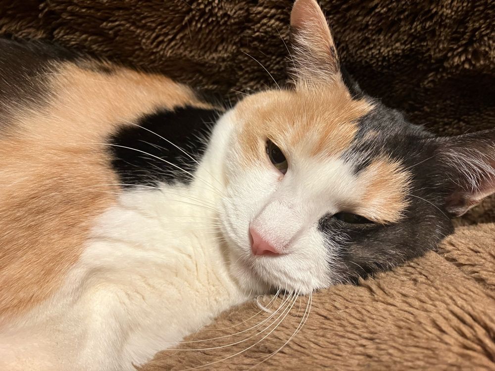 炬燵の毛布に包まる三毛猫の写真