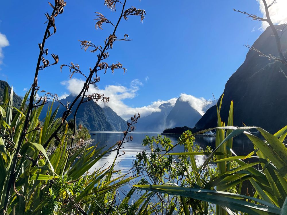 Looking towards Milford Sound with some white fluffy clouds on the mountain peaks and clear blue sky.  