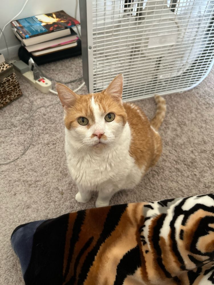 Orange and white creamsicle cat with an appealing, bright eyed look on his face. He's sitting on light brown carpet next to a bed corner.