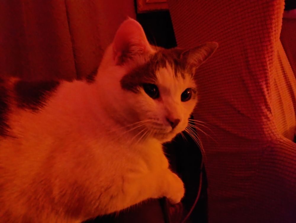 Flapjack the cat sitting in red light. Flapjack the cat is a white gray and black female cats approximately 2 years old.