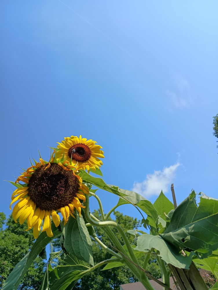 Giant yellow sunflower courtesy of Baker's seeds. 7 and 8 feet flowers.