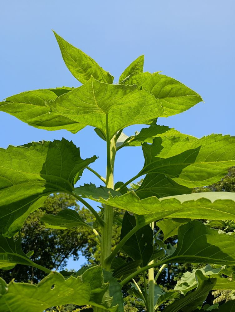 Titan sunflower from Baker's seeds. 9 feet tall, head still developing. Mostly a beanpole this summer 