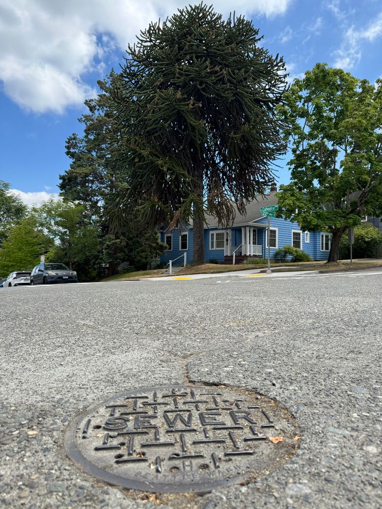 Foreground is a round iron sewer cover with a hash mark pattern in a residential intersection. In the background is a light blue house adjacent to a massive evergreen tree with wavy branches covered with thousands of spiky leaves. 